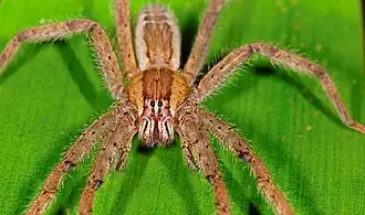 Description de l'image Cupiennius sp (F Ctenidae) (2533009296).jpg.