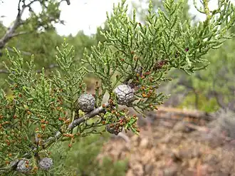 Description de cette image, également commentée ci-après
