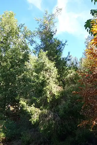 Description de l'image Cupressus chengiana - Quarryhill Botanical Garden - DSC03571.JPG.