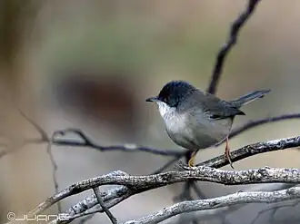 Fauvette mélanocèphale.
