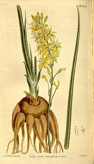 Description de l'image Curtis's botanical magazine (Plate 1454) (8246935739).jpg.