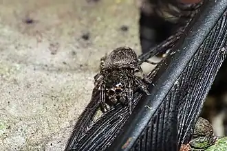 Description de l'image Curubis sp.jpg.