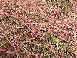 La Cuscute du thym est l'une des plantes peu communes (plante parasite) qui se développe sur la lande rase.