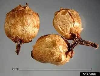 Capsules&nbsp;de Cuscuta gronovii.