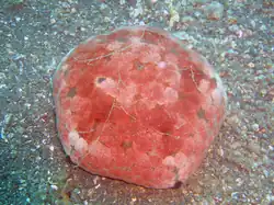 Individu mature, avec les papules rétractées.