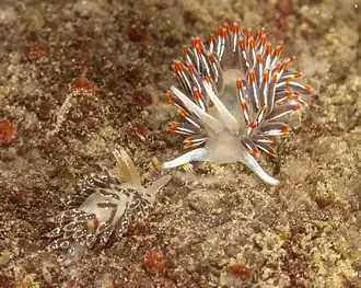 Cuthonella soboli (Cuthonellidae)