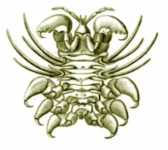 Dessin d'un petit crustacé assez plat et aux pinces solides.