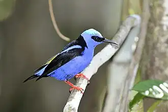 Sucrier à jambes rouges (Cyanerpes cyaneus)