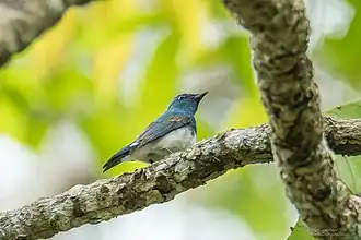 Description de l'image Cyanoptila cumatilis 185974190.jpg.