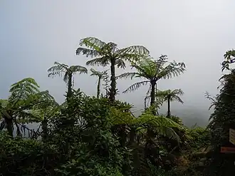 Cyathea arborea à la Soufrière (Guadeloupe)