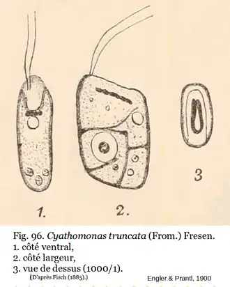 Cyathomonas truncata (From.) Fresen.(d'après Engler et Prantl)