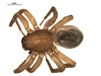 Description de l'image Cybaeopsis euopla 1.jpg.