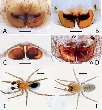 Description de l'image Cybaeopsis lodovicii (10.3897-zse.98.90858) Figure 2.jpg.