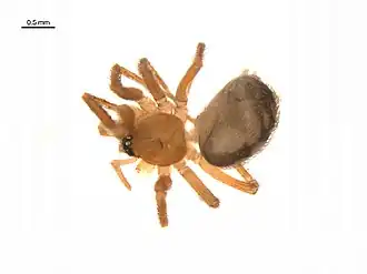 Description de l'image Cybaeota nana.jpg.