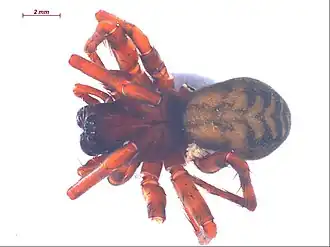 Description de l'image Cybaeus signifer f1.jpg.