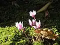 Fleurs de Cyclamen cilicium en automne.