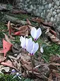 Cyclamen cilicium f. album.