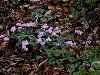 Description de l'image Cyclamen coum clump01.jpg.