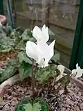 Cyclamen graecum f. album.