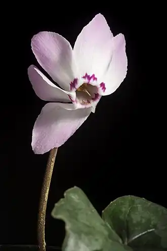 Description de l'image Cyclamen libanoticum -1 Hildebr., Bot. Jahrb. Syst. 25(3) 477 (1898). (50879033378).jpg.