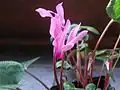 Cyclamen persicum.