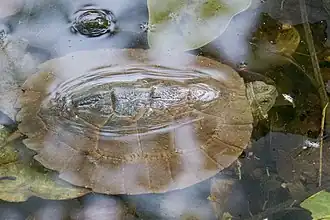 Description de l'image Cyclemys gemeli.jpg.