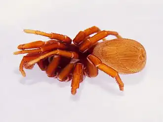 Description de l'image Cyclocosmia johndenveri CMNH-IZ-A1484.jpg.