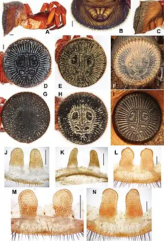 Description de l'image Cyclocosmia latusicosta (10.3897-zookeys.643.10797) Figure 2.jpg.