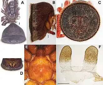 Description de l'image Cyclocosmia liui (10.3897-zookeys.643.10797) Figure 3.jpg.
