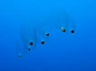 Cyclomyaria sp., une colonie de Doliolida