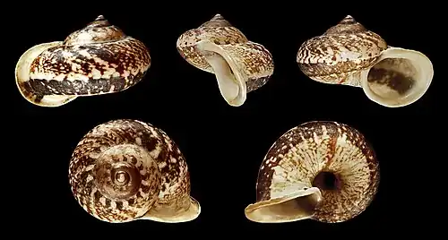 Cyclophorus perdix, un Architaenioglossa (gastéropode)