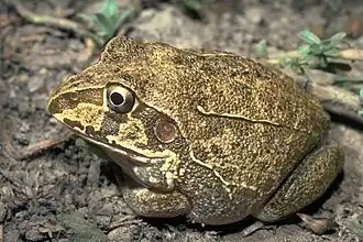 Description de l'image Cyclorana novaehollandiae04.jpg.