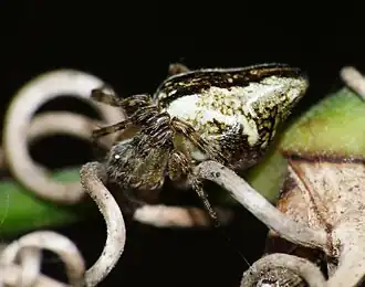 Description de l'image Cyclosa conica 1.jpg.