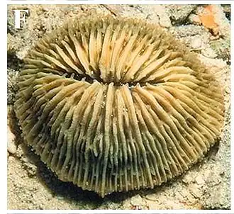 Cycloseris cyclolites