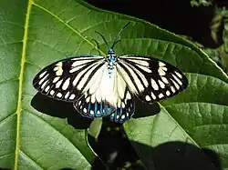 ChalcosiinaeCyclosia papilionaris