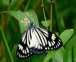 Cyclosia papilionaris