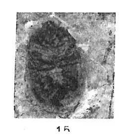 Cydnus archaicus F. Meunier 1937 N. Théobald éch R909 x3 p.250 Pl III Insectes du Sannoisien de Kleinkembs.
