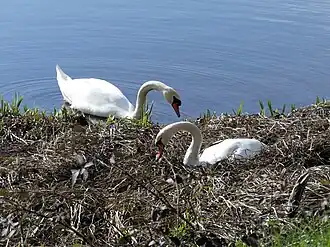 Couple de Cygnes tuberculés.