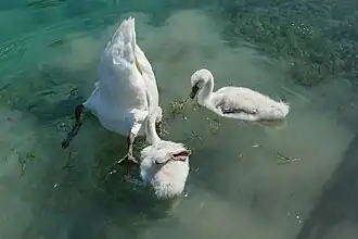 Cygnus olor (Cygne tuberculé) ; cygneaux avec un adulte les aidant à se nourrir à Annecy, France.