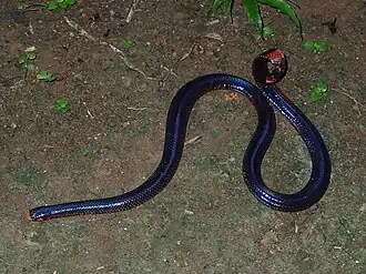 Description de l'image Cylindrophis melanotus 87275303.jpg.