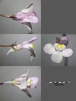 Détails d'une fleur.