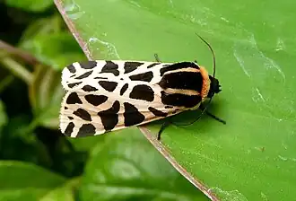 Description de cette image, également commentée ci-après