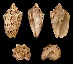 Cymbiola vespertilio matiyensis