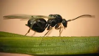 C. quercusfolii mature.