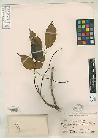 Description de l'image Cynometra densiflora Elmer (NMNH-00001063-000001).jpg.