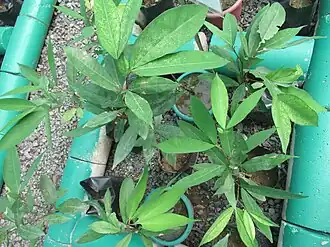 Description de l'image Cynometra ramiflora33.jpg.