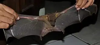 Description de l'image Cynopt titthae100824-6317 tdp.JPG.