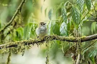 Description de l'image Cyornis umbratilis 190847767.jpg.
