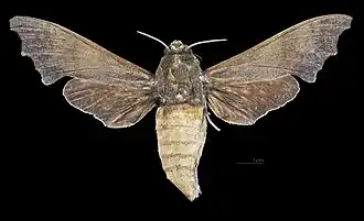 Avers de la femelle (coll.MHNT)