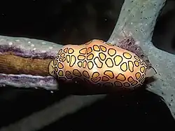 Cyphoma gibbosum